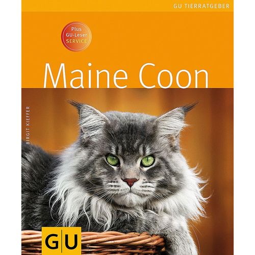 GU Maine Coon - MyStetho Veterinary